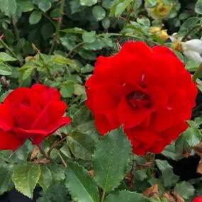 Remembrance Floribunda Rose (Rosa Remembrance) 4